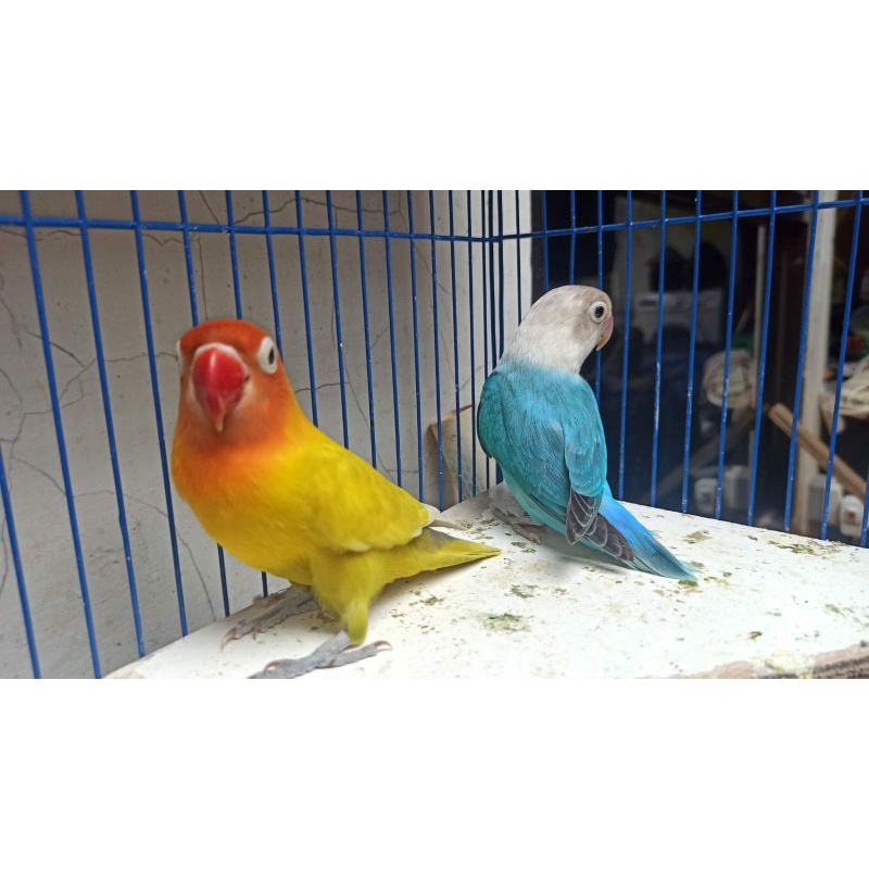 Burung Lovebird Biola Blue