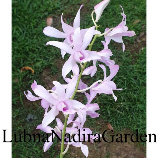 PROMO BIBIT Anggrek Dendrobium Chanel