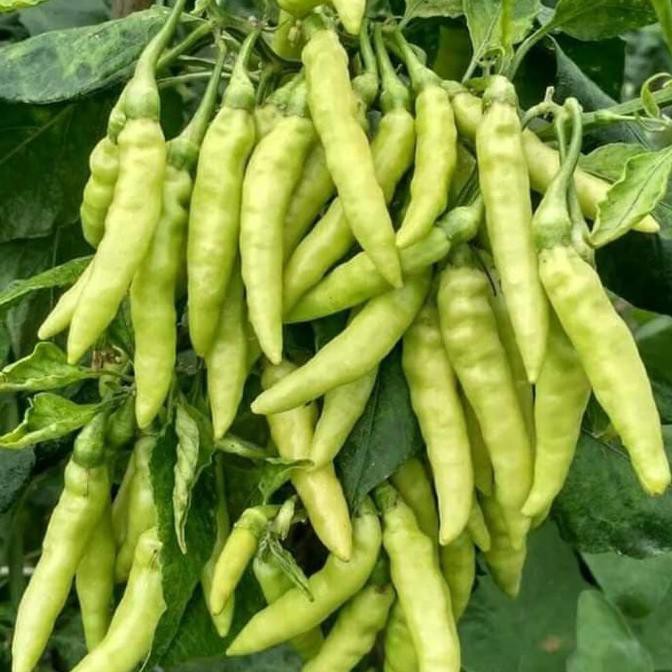 Benih Tanaman Cabai Buah Bergerombol - Bibit Tumbuhan Cabe Rawit
