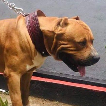 kalung anjing rantai anjing