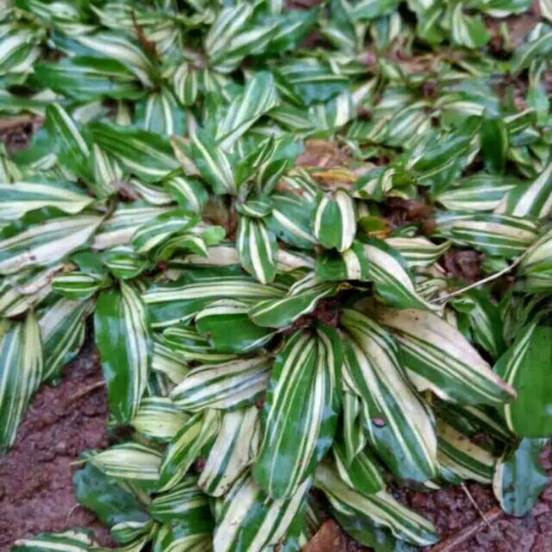 Rumput Gajah mini Putih Varigata Per Kg