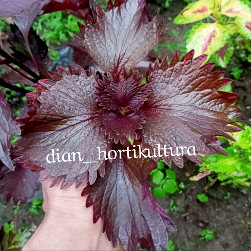 Bunga Miana Tanaman Hias Murah Miana Langka Bunga Miana Premium