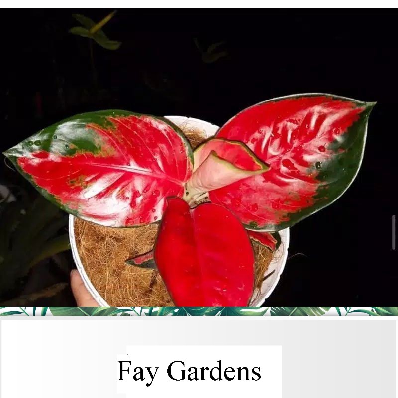 bibit bonggol aglonema suksom jaipong