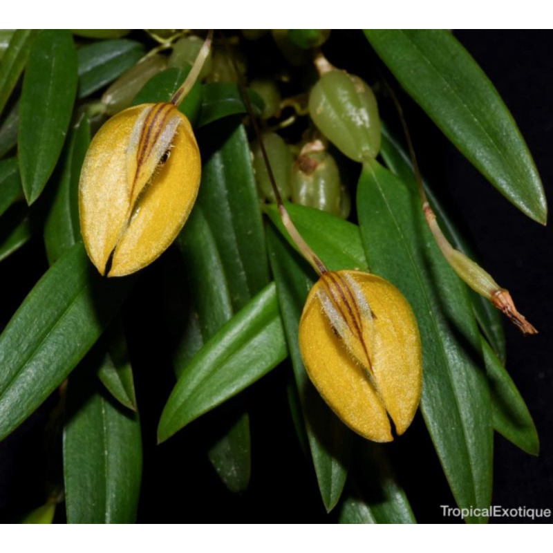 Bulbophyllum chrysotes sp papua