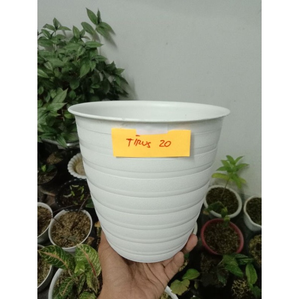 POT BUNGA TINGGI TIRUS DIAMETER 20 CM/ POT BUNGA TAWON TINGGI UKURAN 20 CM