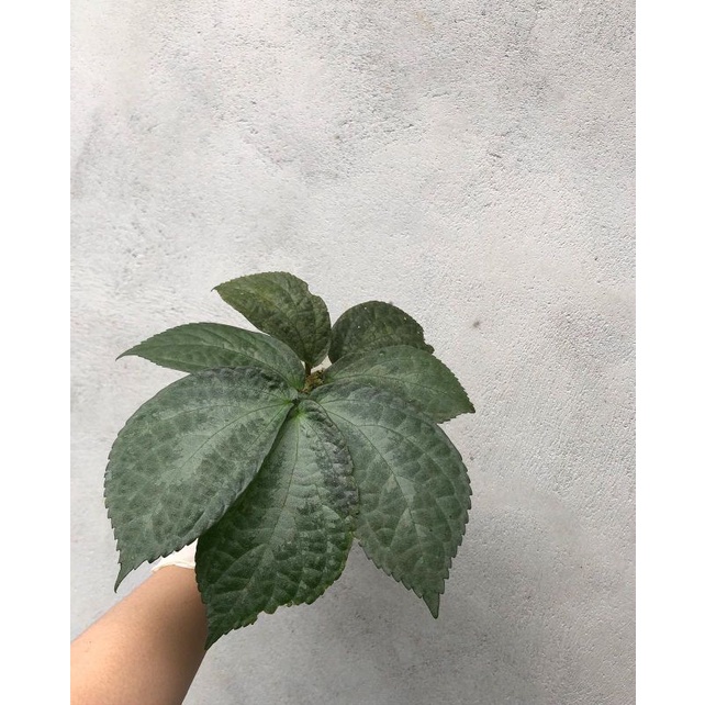 Disectum Elatostema