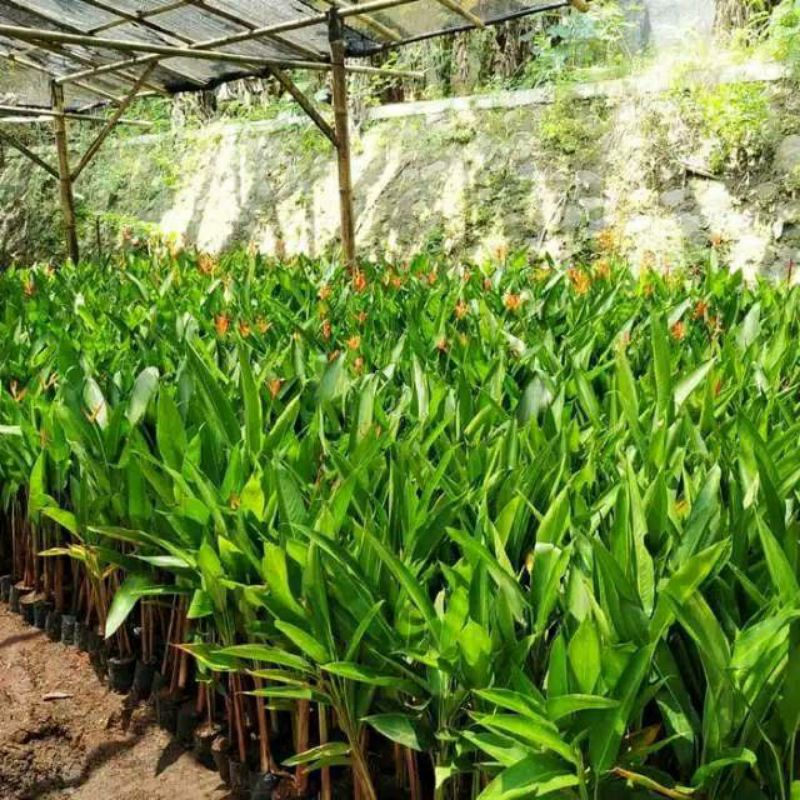 tanaman pisang heliconia bunga merah / tanaman hias pisang pisangan