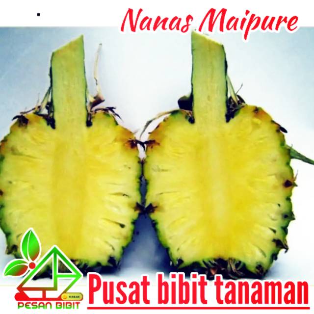 Bibit nanas maipure NANAS PALING MANIS nanas super NANAS PALING LARIS pesan bibit