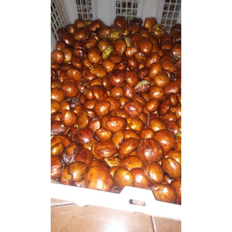 JENGKOL TUA ASLI PADANG FRESH JAMINAN MUTU
