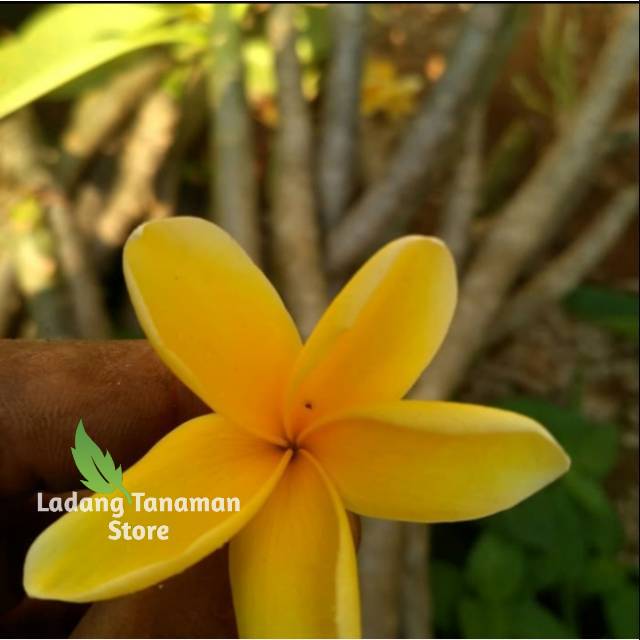 Bibit tanaman hias bunga Kamboja Bali kuning / Kamboja bali