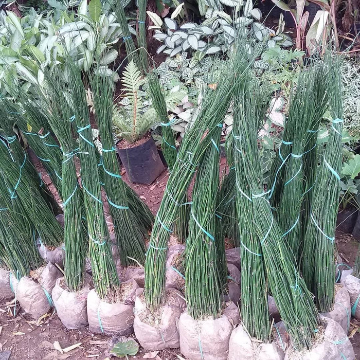 Bambu air / pohon bambu air/ pohon bambu