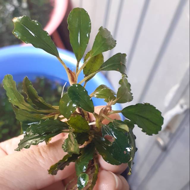 

Bucephalandra daun medium muraah per rhizome