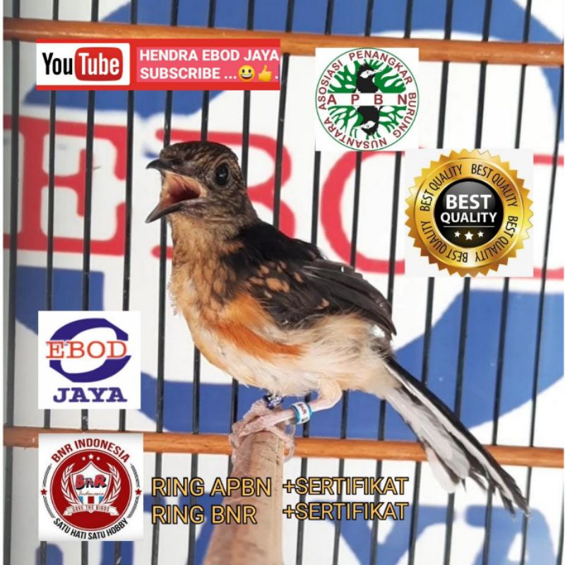 trotol murai prospek double Ring apbn Ring BNR