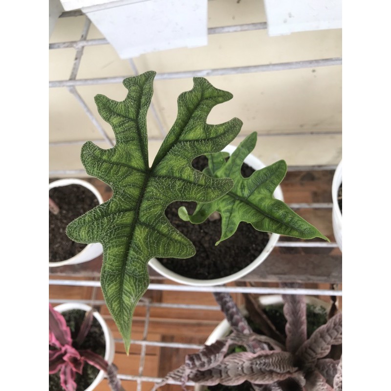 alocasia jacklyn