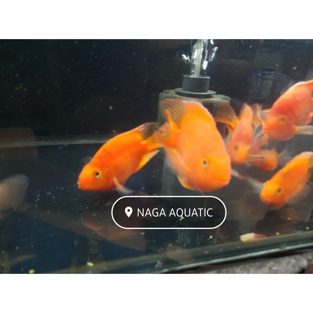 

Ikan Red Parot ( Ikan Hongsui)
