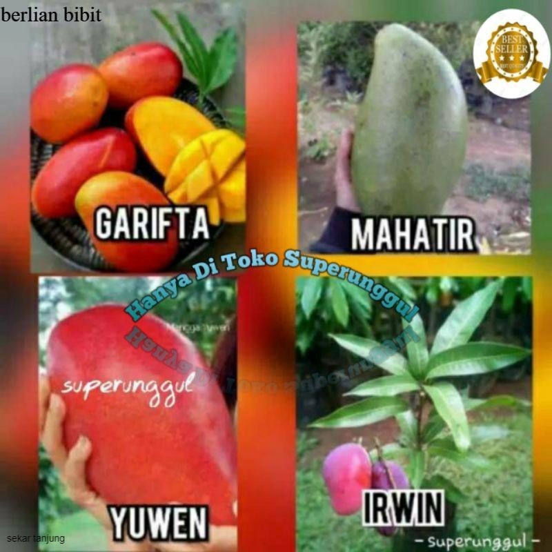 Satu paket (isi 4) bibit mangga super (irwin garifta mahatir yuwen)