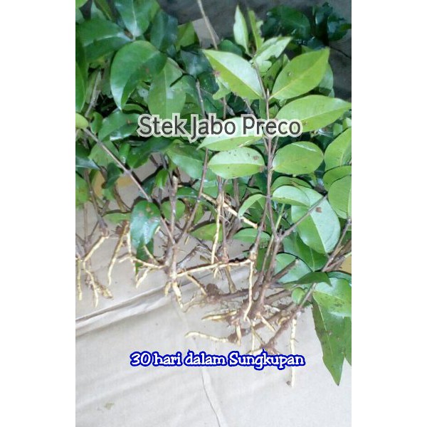 Jaboticaba Preco or Precocious Hybrid or Anggur Brazil Preco or Genjah