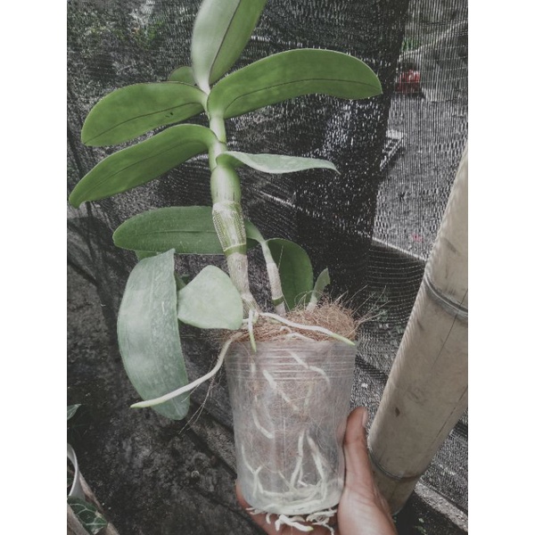anggrek dendrobium keriting dewasa