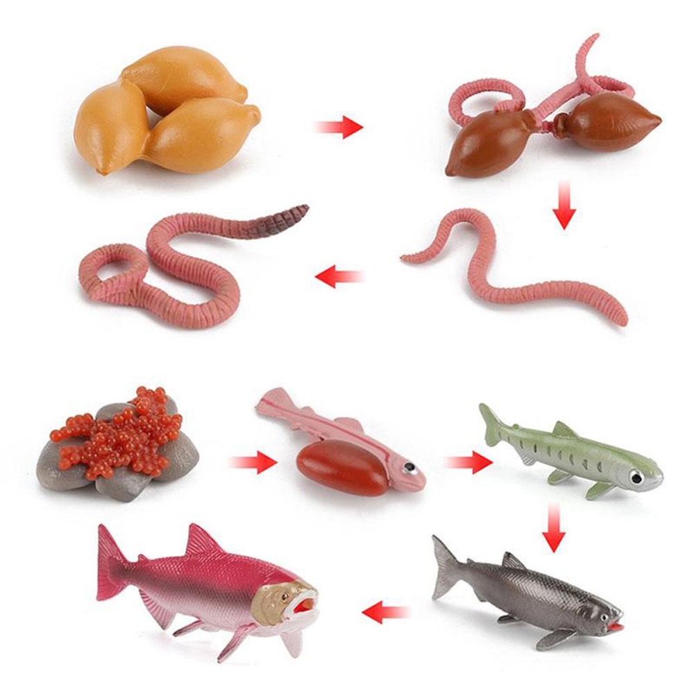 QUINTON Sea Life Salmon Kids Gifts Octopus Realistic Life Cycle Earthworm Simulation Insect Collect Science Plastic Animals Figurines Growth Cycle Model