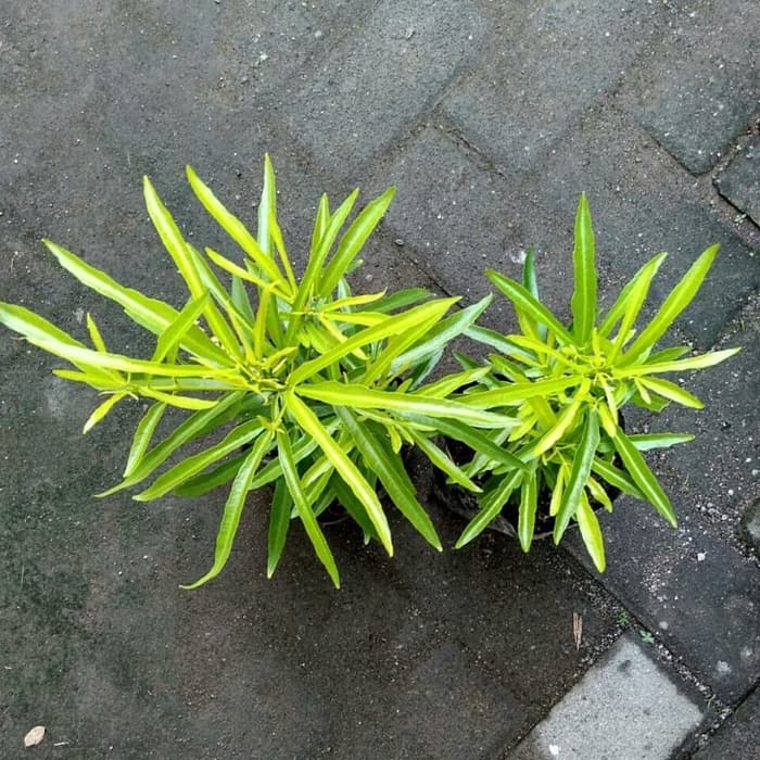 Tanaman zodia pengusir nyamuk - zodiak pengusir nyamuk -tanaman hidup