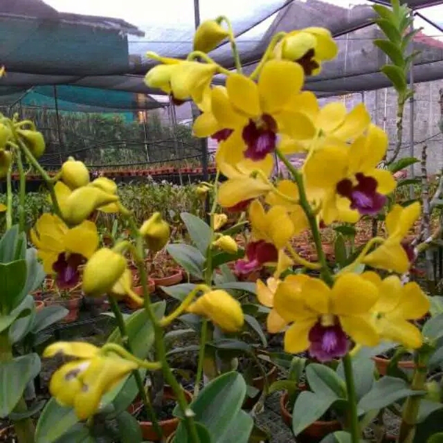 anggrek dendrobium thongcai