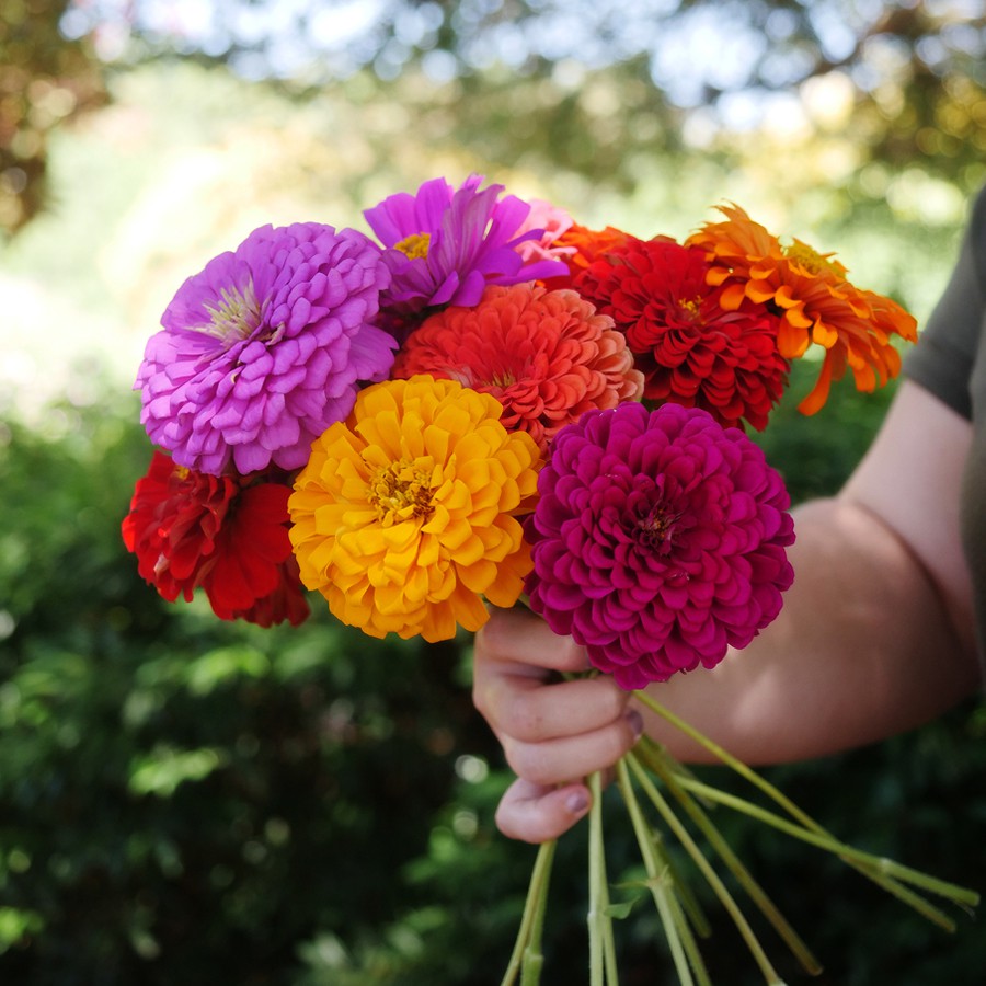 [Best Selling] 4 Seeds - Zinnia Liliput Mixed Haira Seed Biji Benih Bibit - SR0041