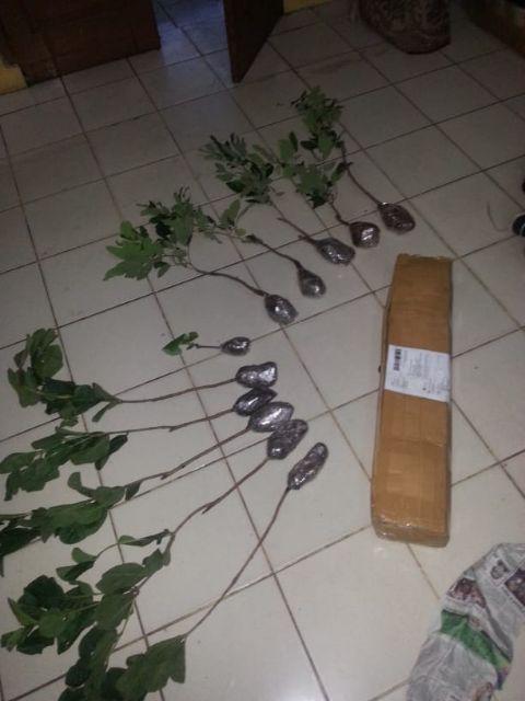 Bibit Kelengkeng Kristal/crystal -tanaman Buah Hidup