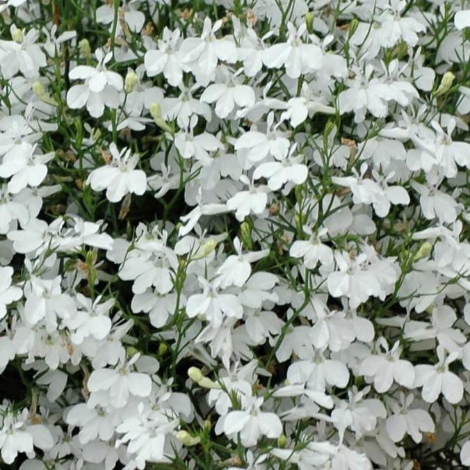 Bestseller 100 Biji Bunga Lobelia Pendula Lobelia White Cascade Series Bebih Shopee Indonesia