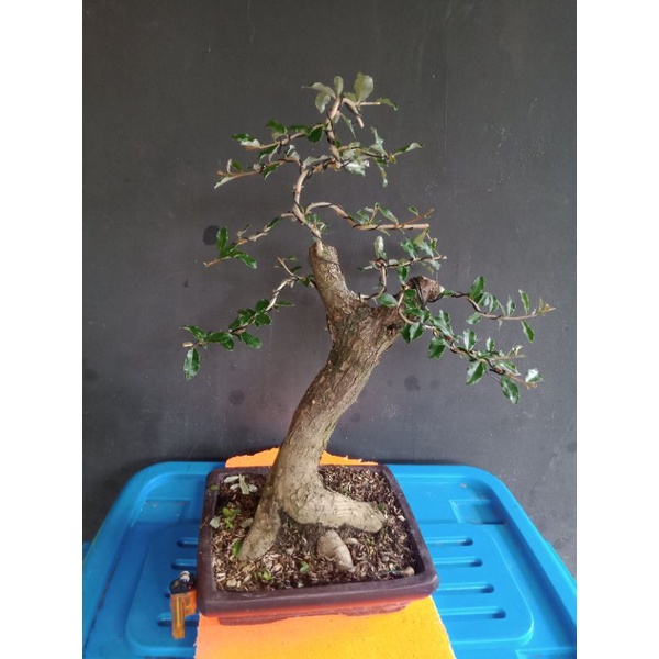 kiperak (silverberry.) bahan bonsai bonggol besar