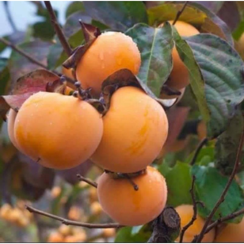 bibit buah kesemek/kesemak_tanaman pohon kesemek cepat berbuah