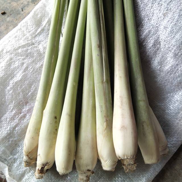 

SERAI PAHA AYAM/GAJAH