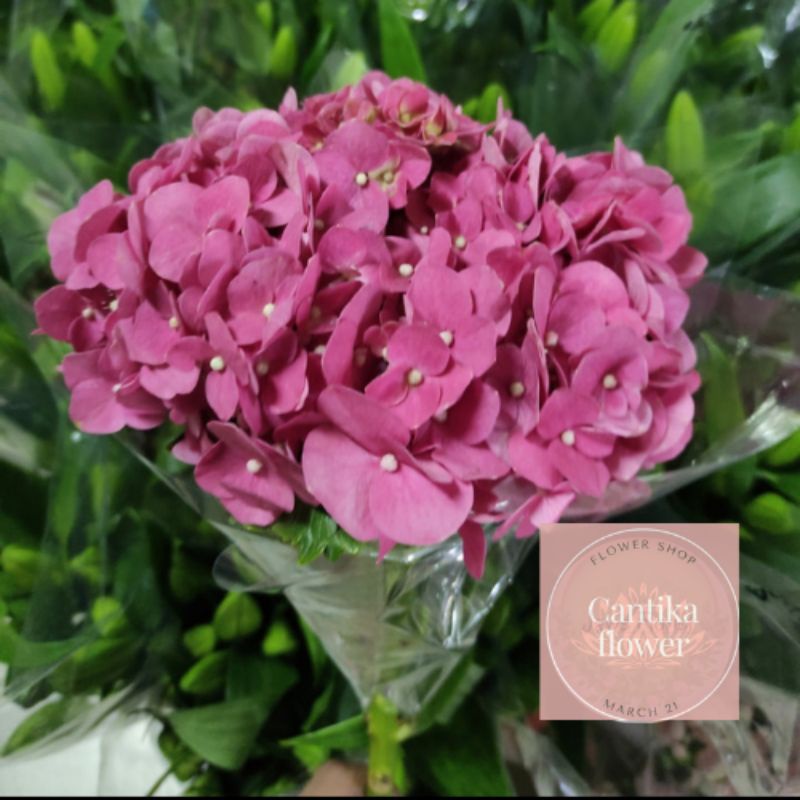 bunga hortensia semi import pink