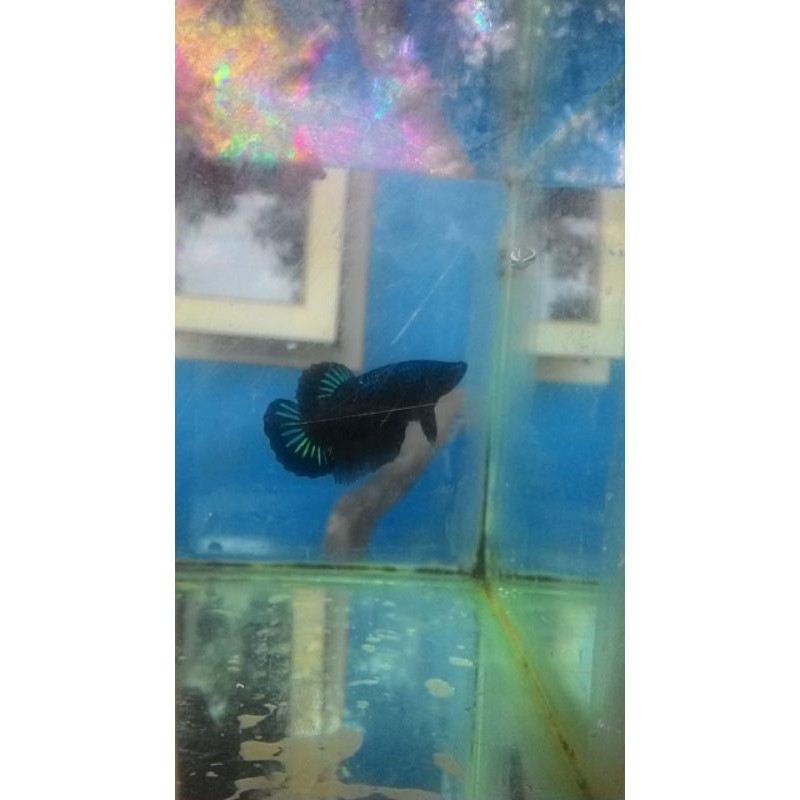 anakan ikan cupang grean samurai