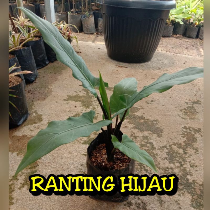 bunga keladi Keris Papua / alokasia Keris Papua