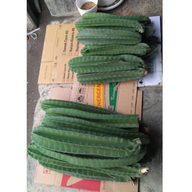 ( BISA COD ) PROMO! Tanaman Kaktus Koboi Murah / Tanaman Hias Kaktus Koboy / Kaktus Belimbing Cactus-1