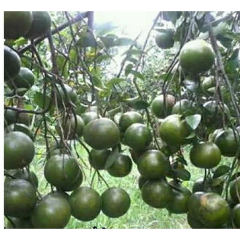 Bibit Jeruk BW okulasi / bibit tanaman buah jeruk BW