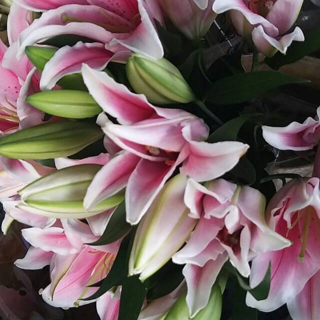 Bunga potong lily segar/wangi / pink/ putih.