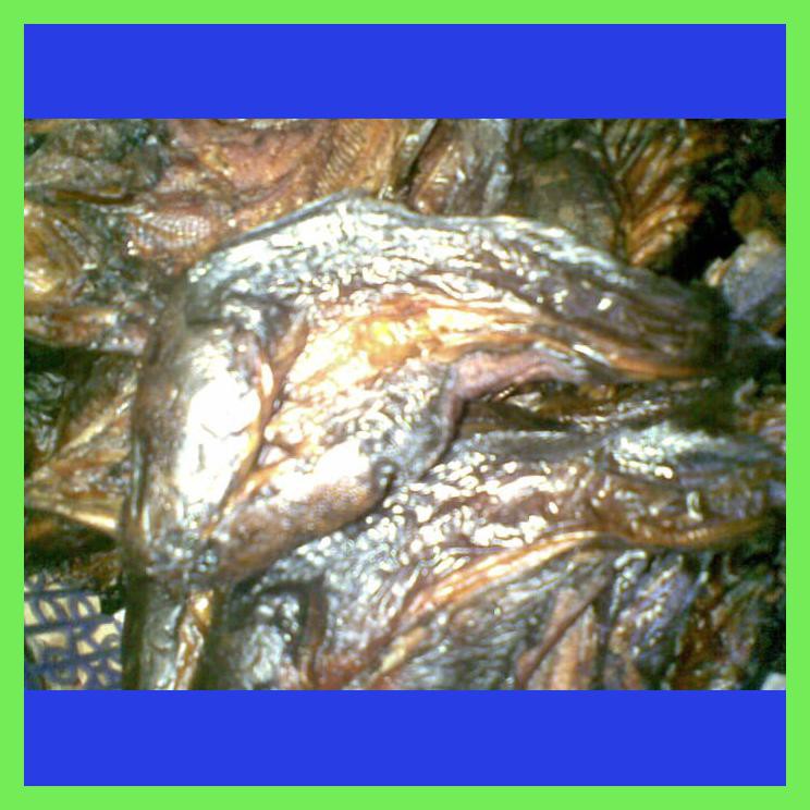 

IKAN LELE SALE / ASAP