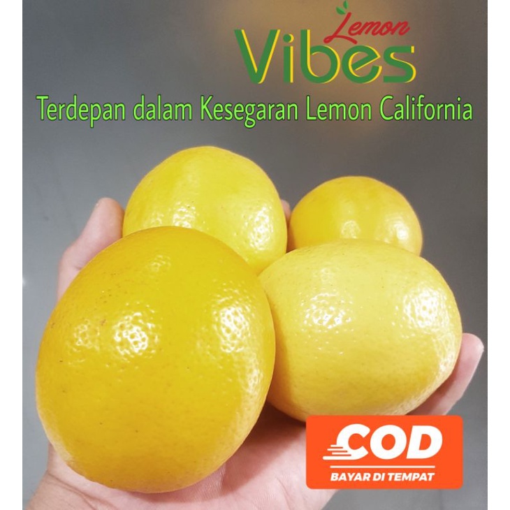 

LEMON CALIFORNIA SUPER 1 KG JAKARTA BARAT + FRESH + FREE PACKING