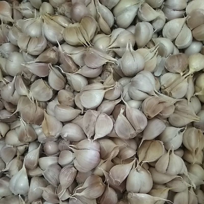 

BAWANG PUTIH KATING