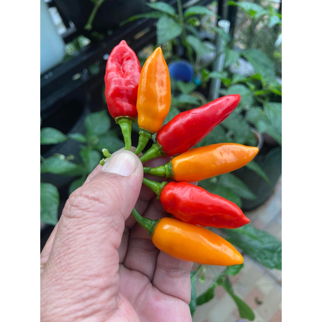 Benih Bibit Biji - Cabai Datil Red Cabe Pepper Seeds