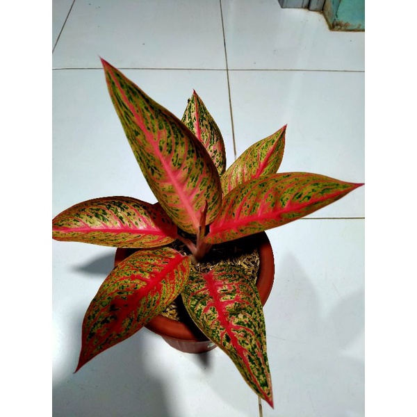 Aglonema legacy tulang merah
