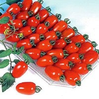 10 Benih Tomat Tropical Ruby - Tomat Unik - Tomat Hias - Tomat Impor Murah