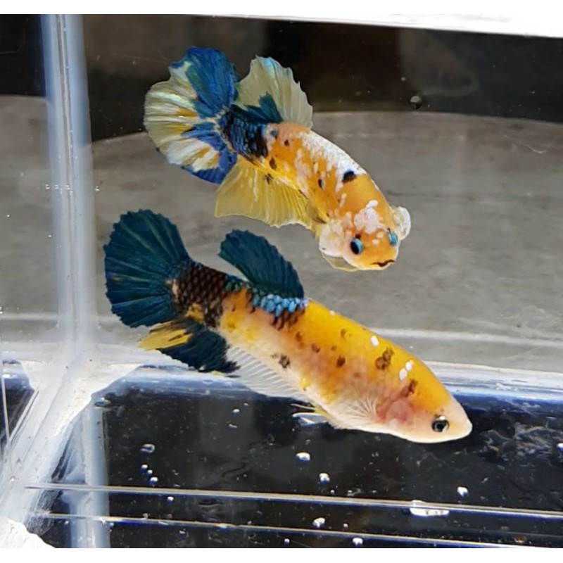 

Yellow Koi