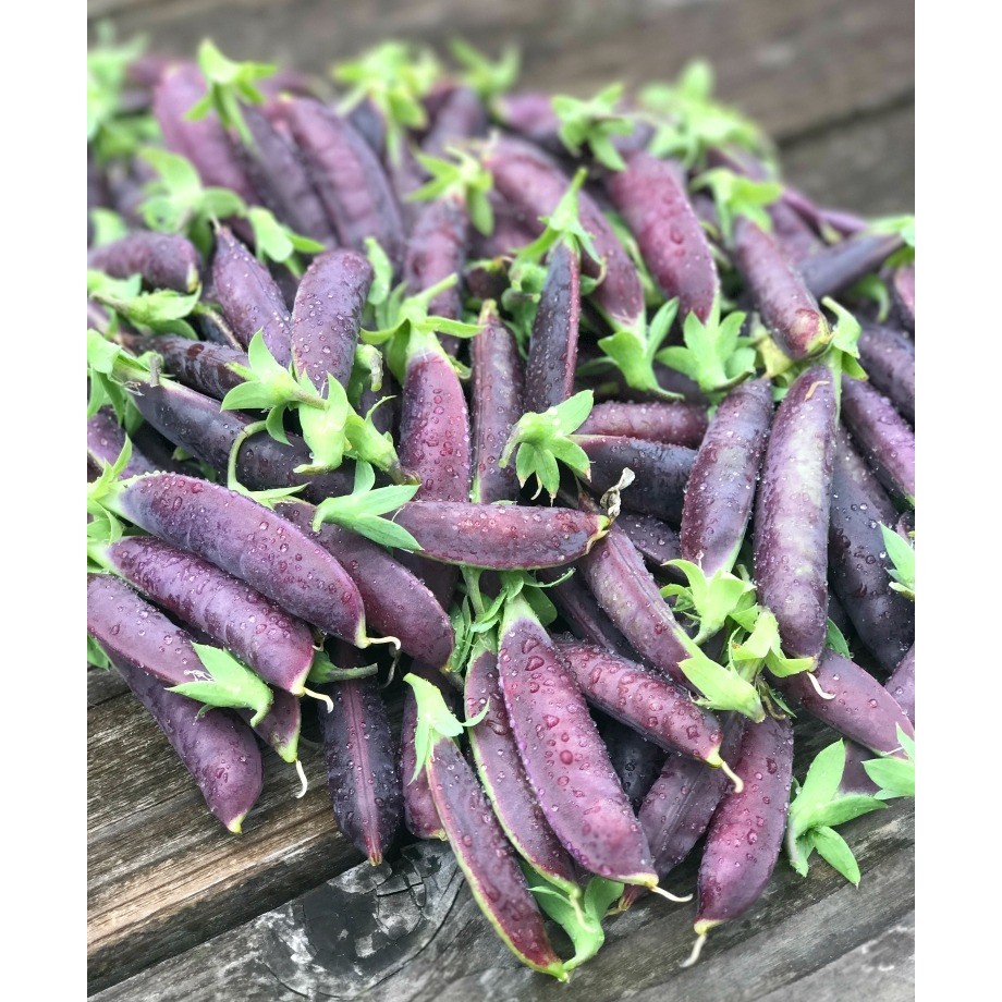 Benih-Bibit Kacang Kapri/Polong Sugar Snap 2 (Haira Seed)