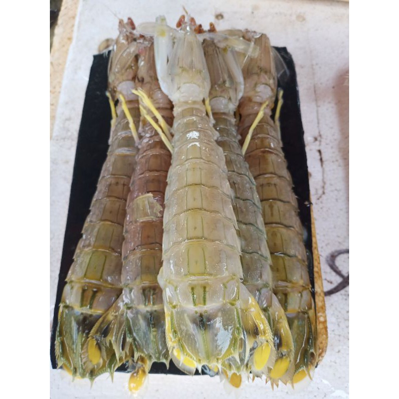 

Udang Besar Ronggeng 1 Kg Fresh.