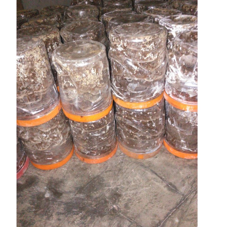 P60 Bibit semut rangrang penghasil kroto super➙☏ (Kirim Sekarang)Ready ➙ Bibit semut rangrang pengha