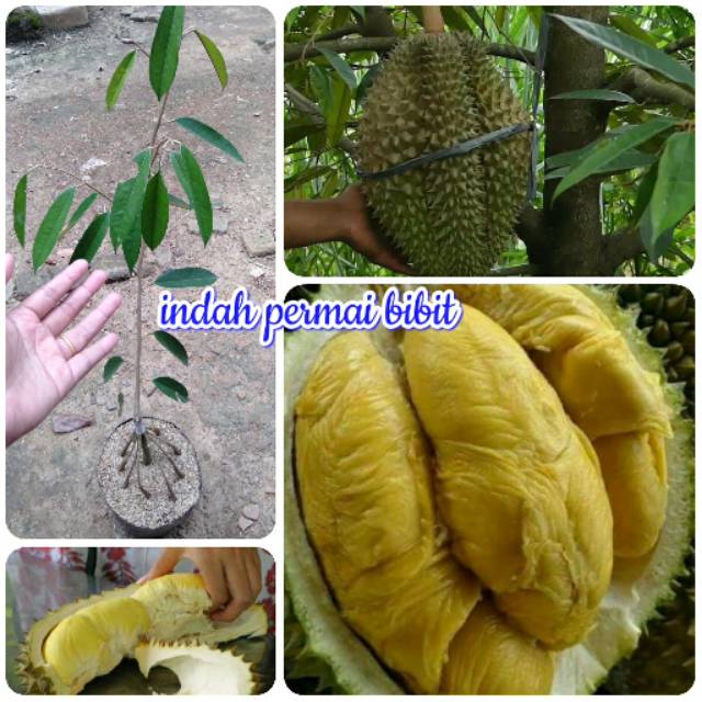 Bibit durian Montong asli kaki 10