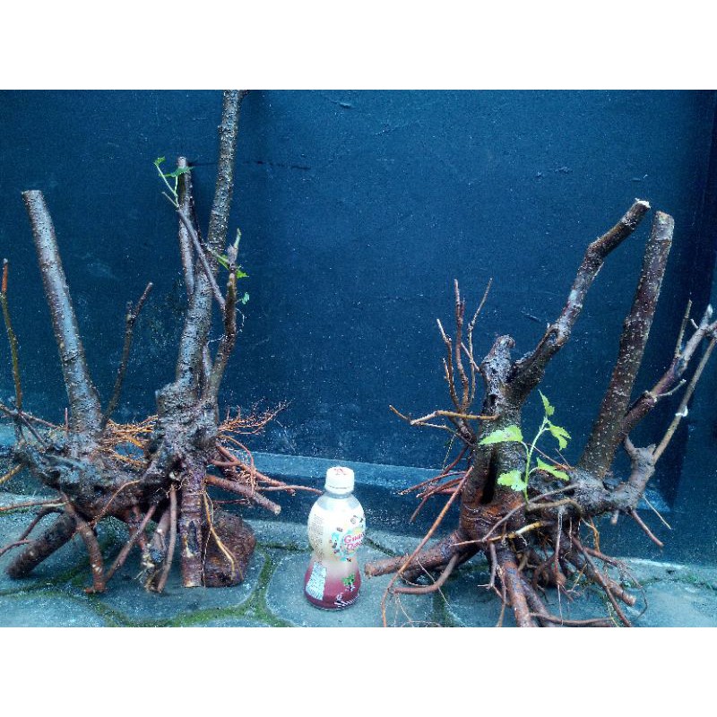 Bahan bonsai murbei / BONGGOL