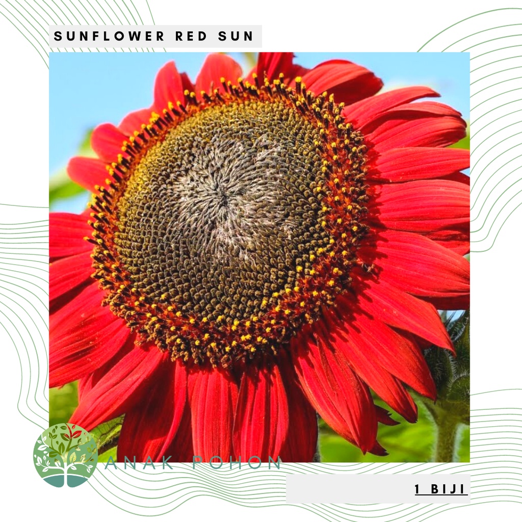 Benih Bibit Biji - Sunflower Red Sun Bunga Matahari Merah Flower Seeds - IMPORT UK